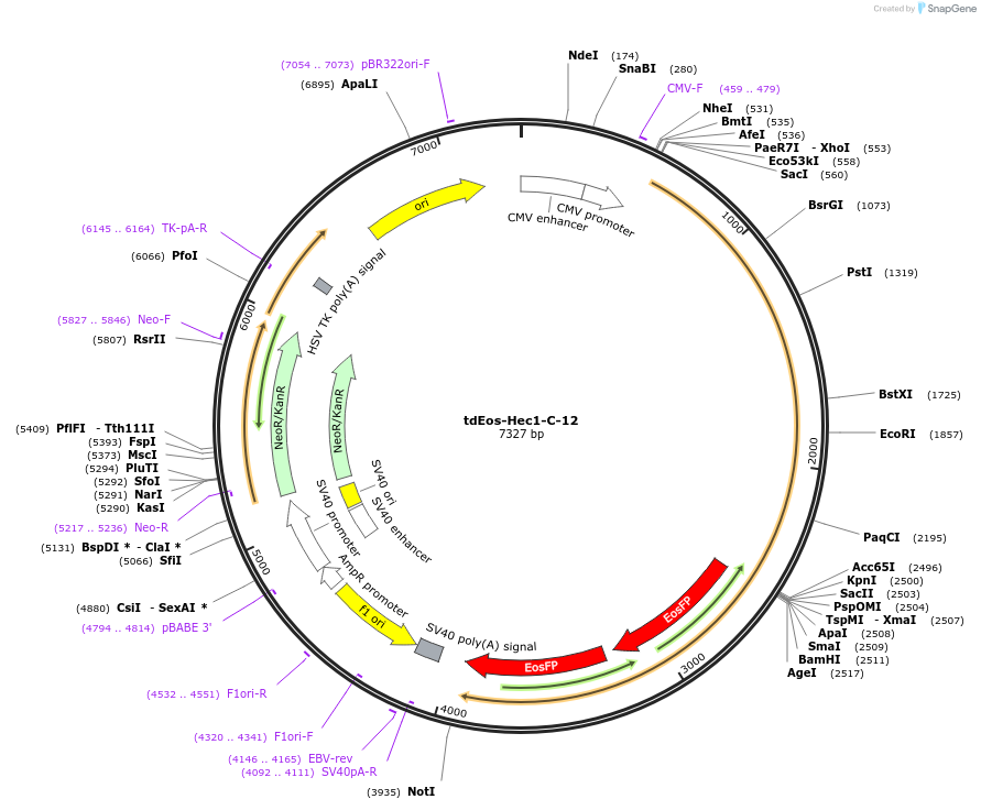 57624-plasmid-map-sequence-id-365722