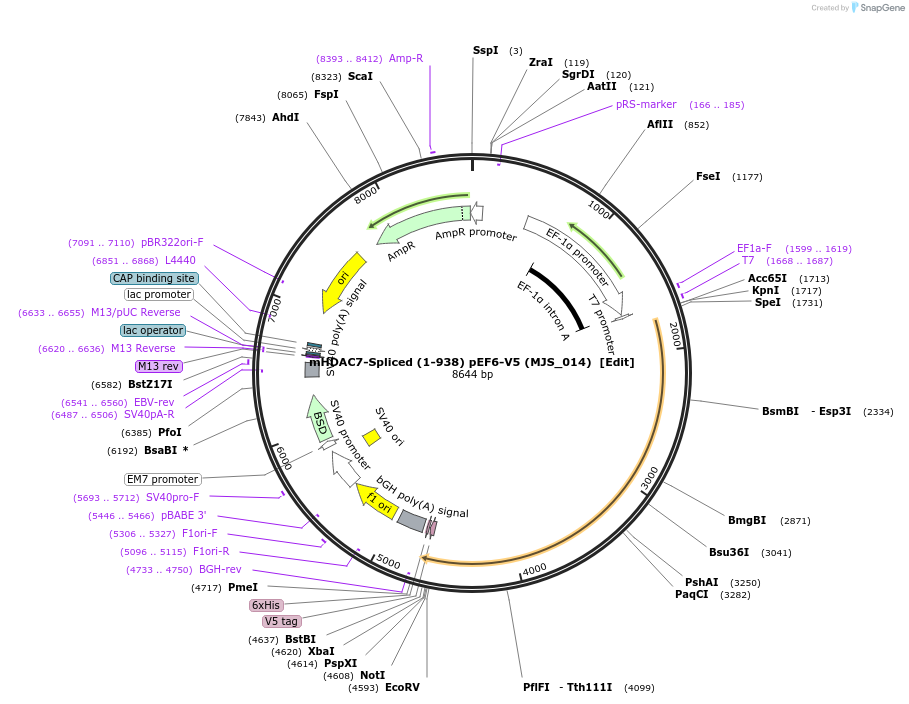 73267-plasmid-map-sequence-id-365724