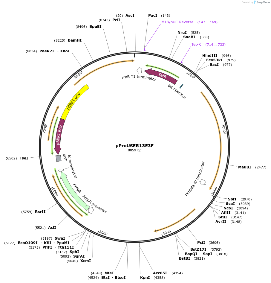 178026-plasmid-map-sequence-id-365732