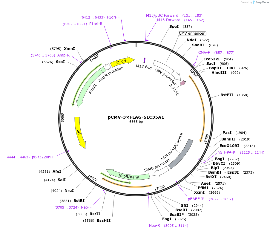 186282-plasmid-map-sequence-id-365737