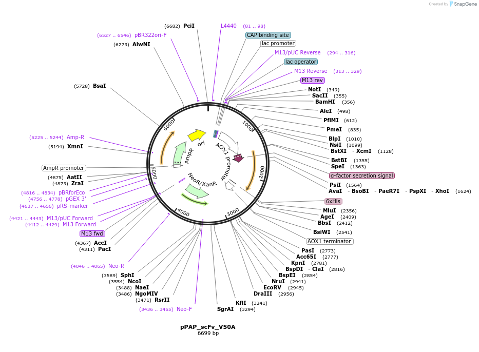 183734-plasmid-map-sequence-id-365753