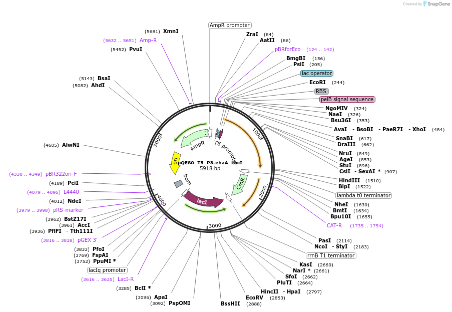 186315-plasmid-map-sequence-id-365756