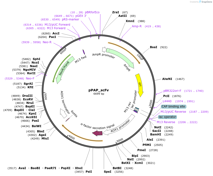 183733-plasmid-map-sequence-id-365757