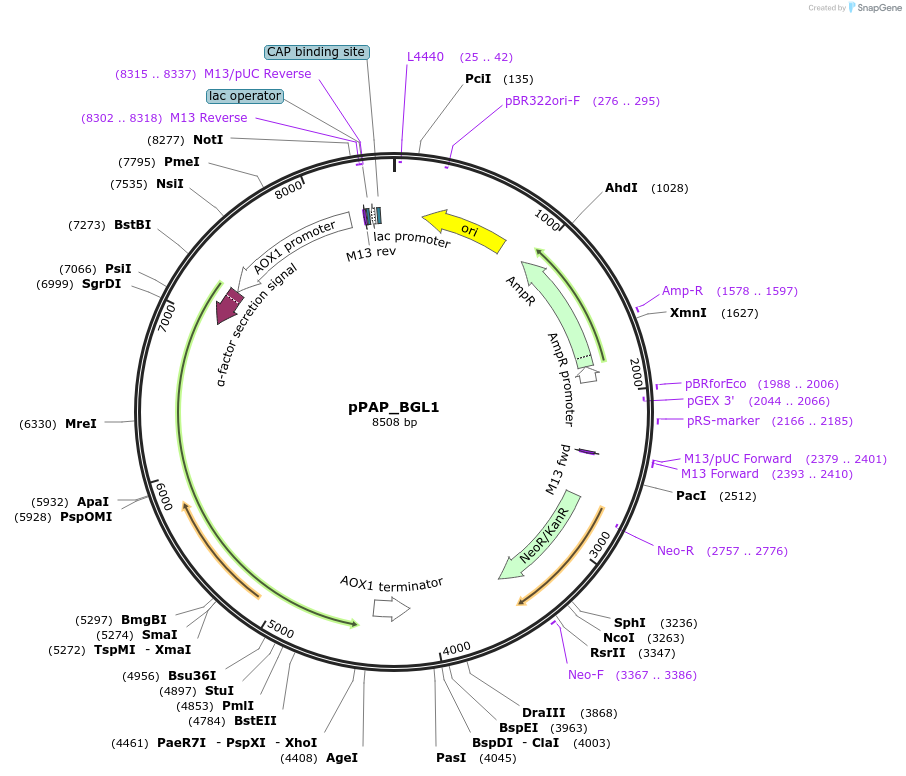 183735-plasmid-map-sequence-id-365758