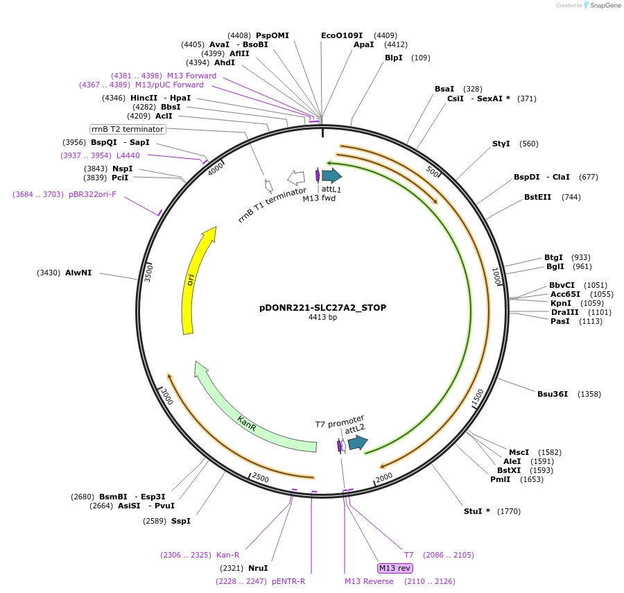 161033-plasmid-map-sequence-id-365760