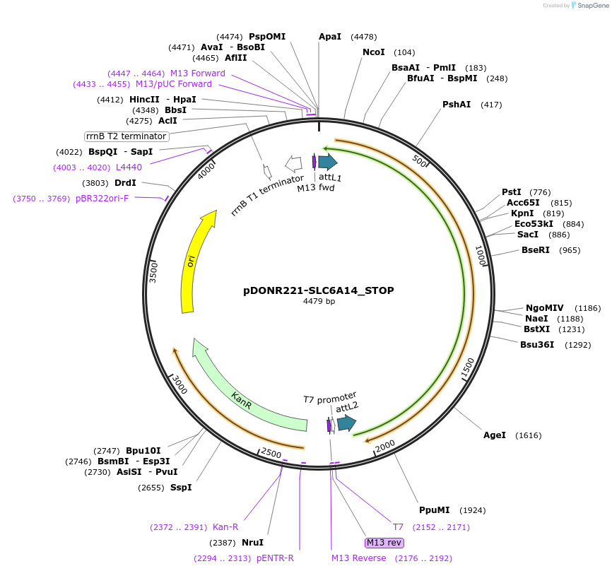161031-plasmid-map-sequence-id-365763