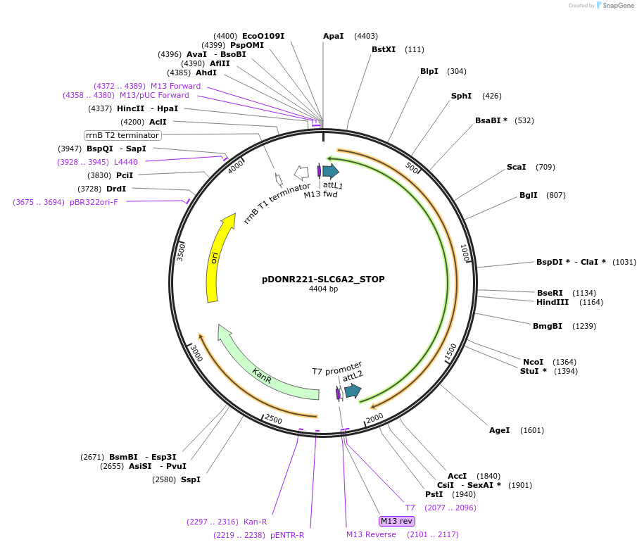 161057-plasmid-map-sequence-id-365764