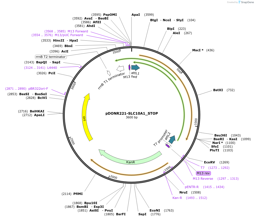 161073-plasmid-map-sequence-id-365765
