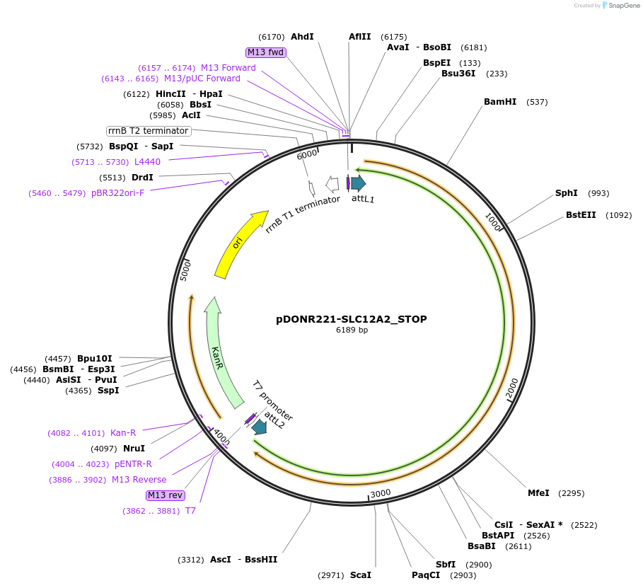 161074-plasmid-map-sequence-id-365766