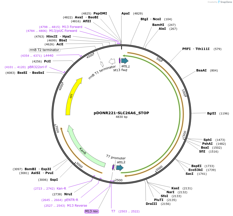 161222-plasmid-map-sequence-id-365768