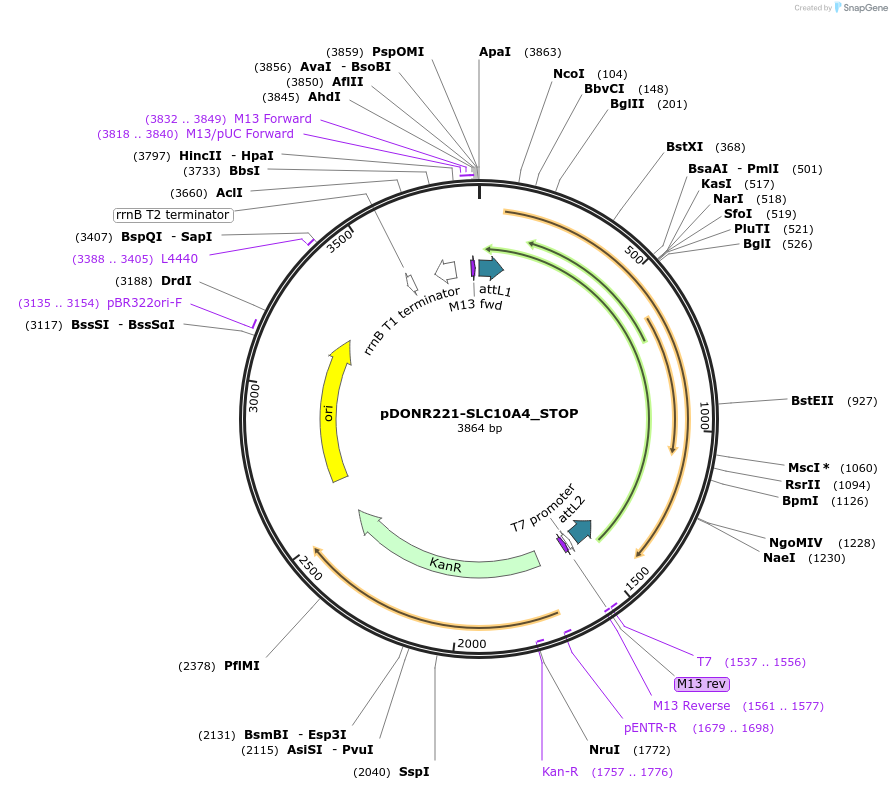 161109-plasmid-map-sequence-id-365769