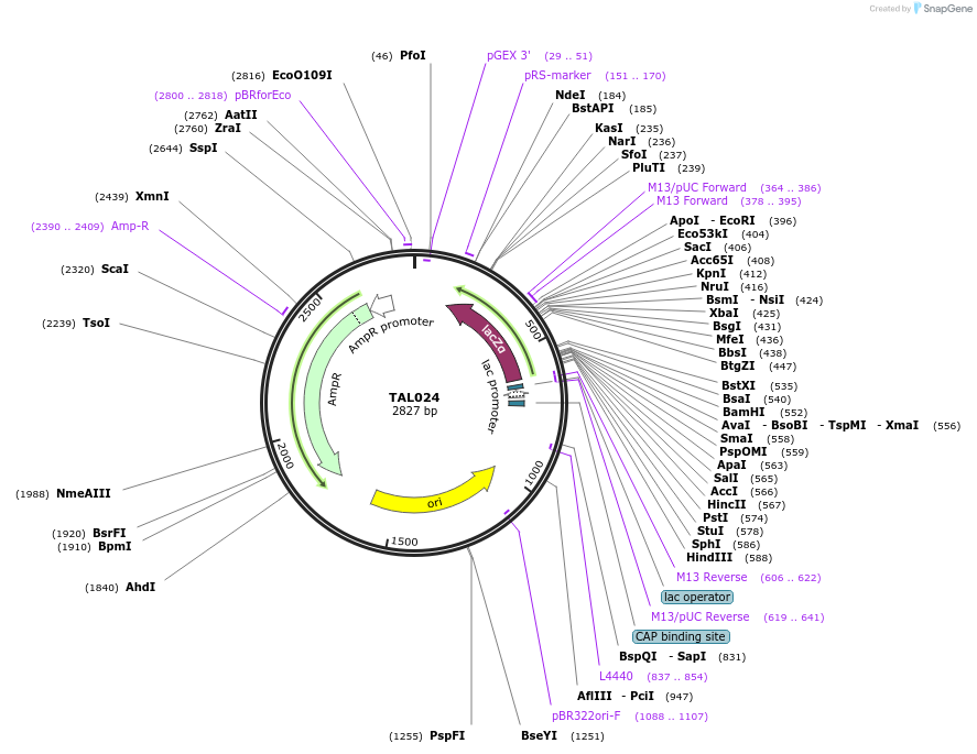 32265-plasmid-map-sequence-id-36577