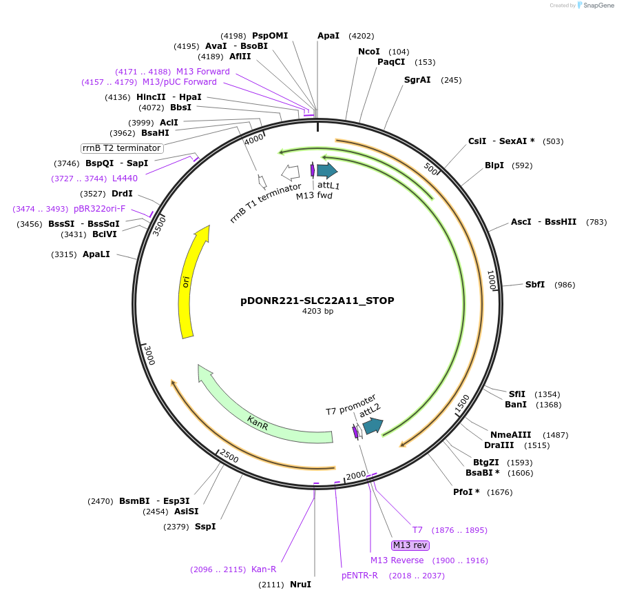 161129-plasmid-map-sequence-id-365770