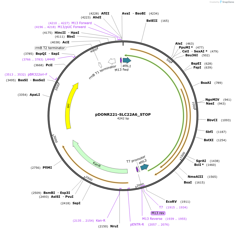 161131-plasmid-map-sequence-id-365772