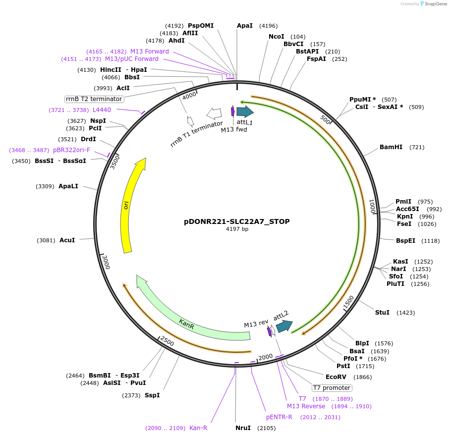 161143-plasmid-map-sequence-id-365774