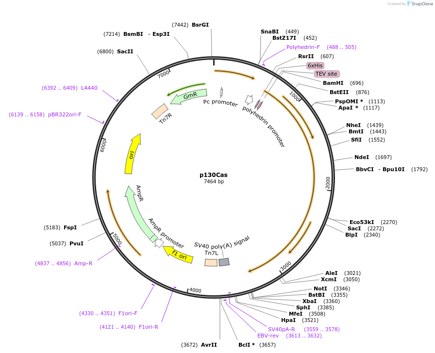 186131-plasmid-map-sequence-id-365815