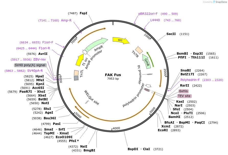 186145-plasmid-map-sequence-id-365830