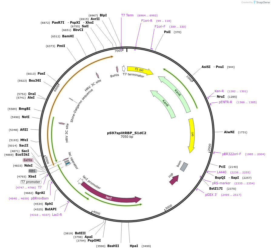 183769-plasmid-map-sequence-id-365833