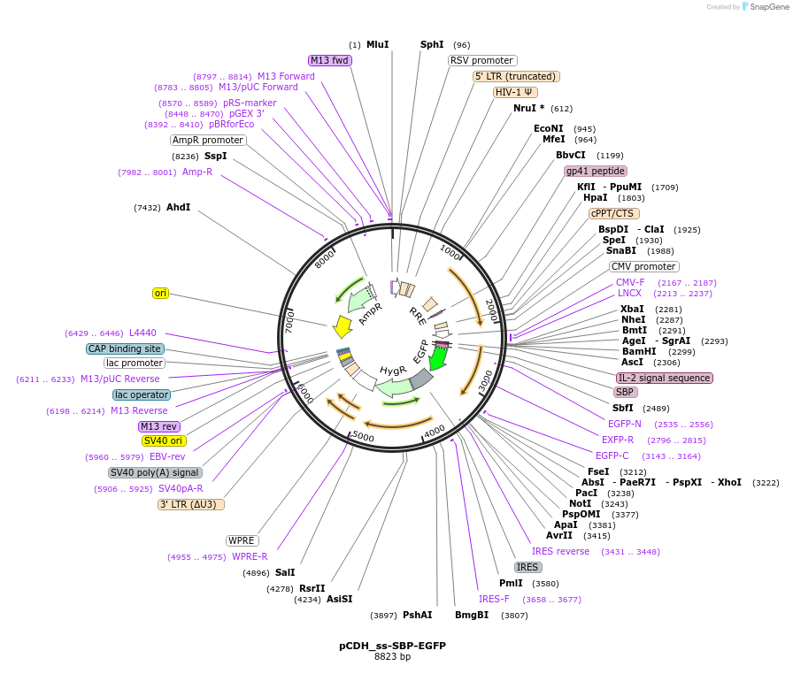 172358-plasmid-map-sequence-id-365852