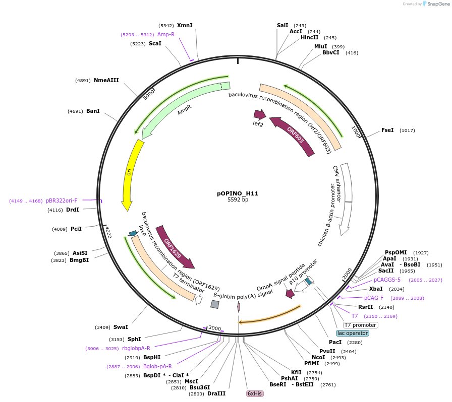 184277-plasmid-map-sequence-id-365861