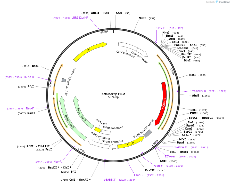 186034-plasmid-map-sequence-id-365922