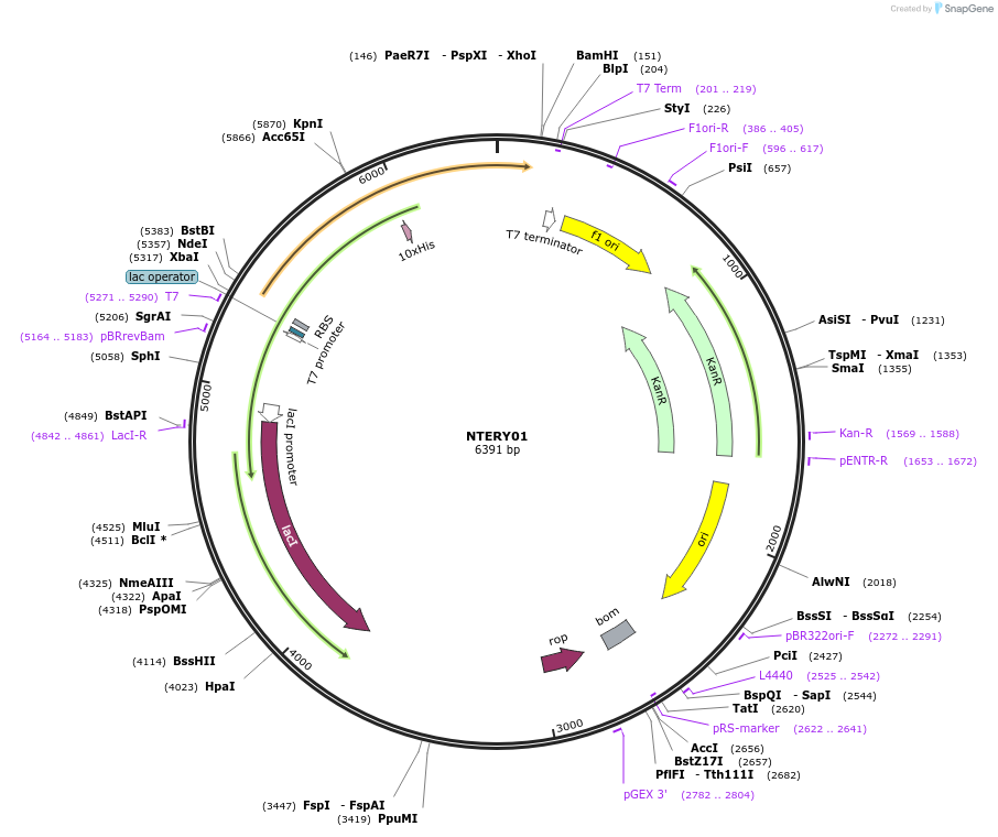 184119-plasmid-map-sequence-id-365938