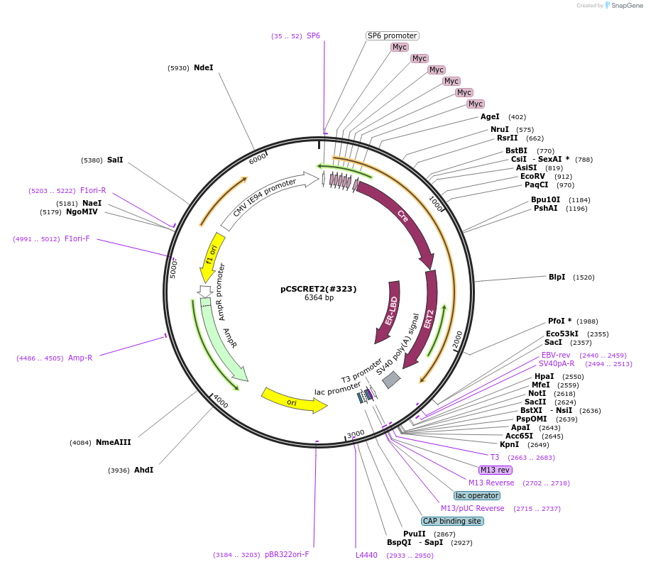 184058-plasmid-map-sequence-id-365949