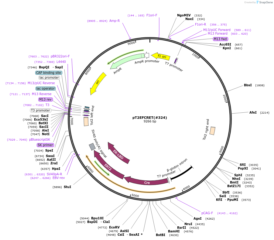 184059-plasmid-map-sequence-id-365953