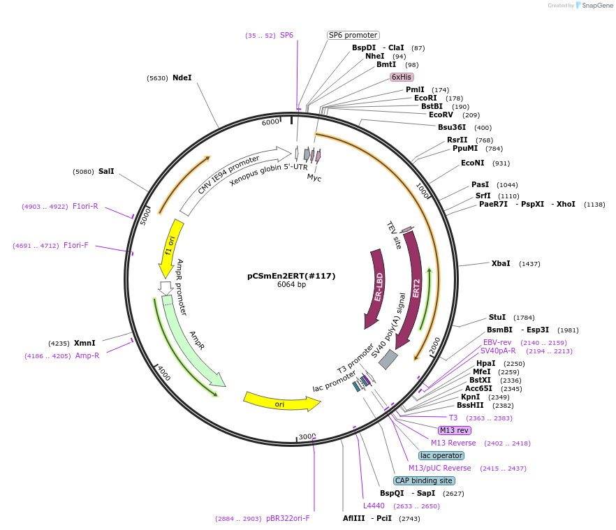 184079-plasmid-map-sequence-id-365956