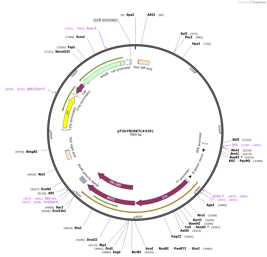 184060-plasmid-map-sequence-id-365957
