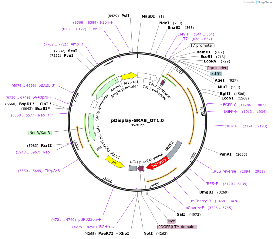 185384-plasmid-map-sequence-id-366026