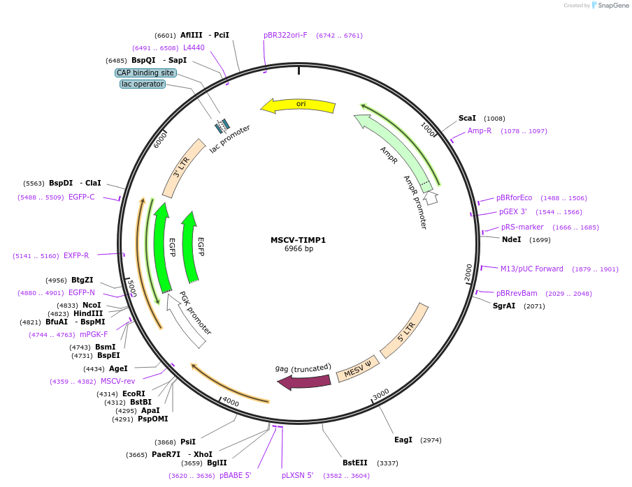 186979-plasmid-map-sequence-id-366027