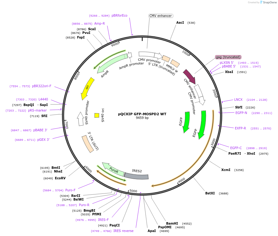 186467-plasmid-map-sequence-id-366028