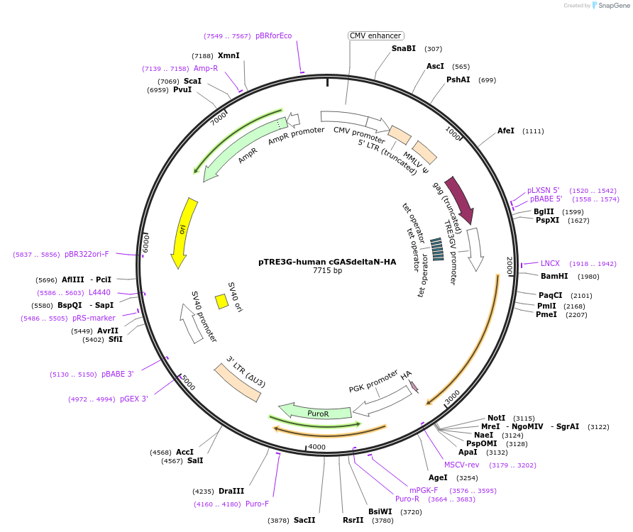 186843-plasmid-map-sequence-id-366029