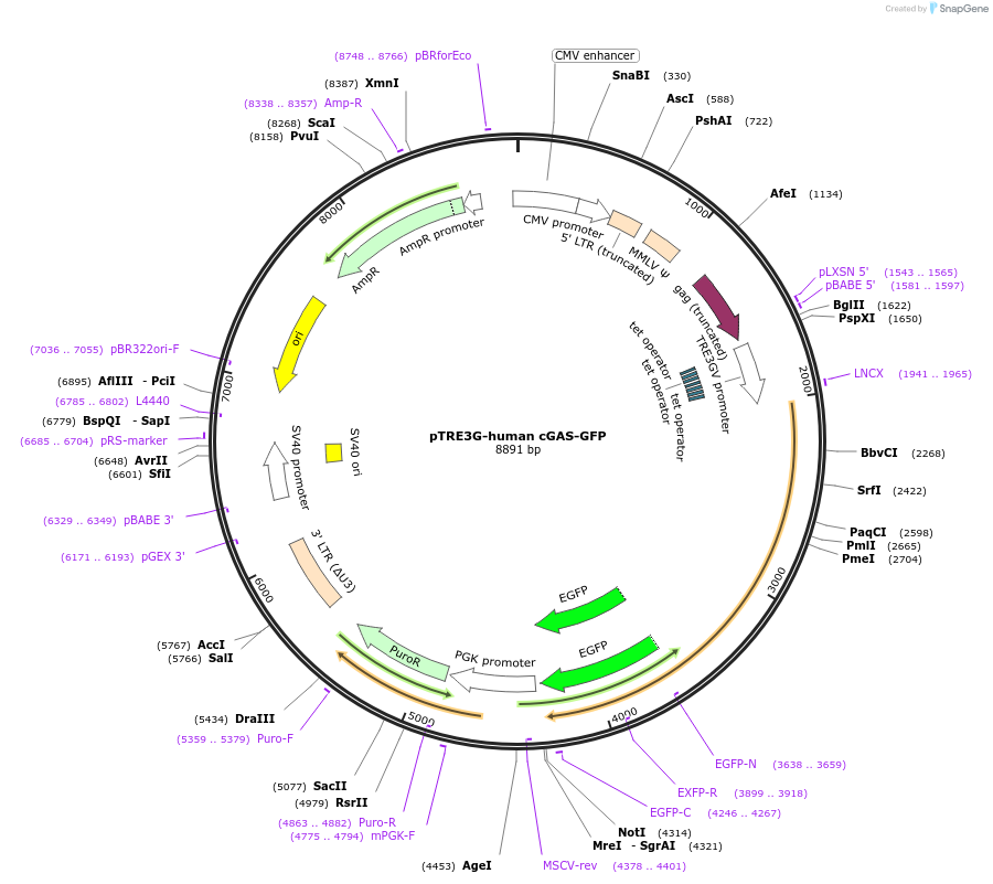 186844-plasmid-map-sequence-id-366030