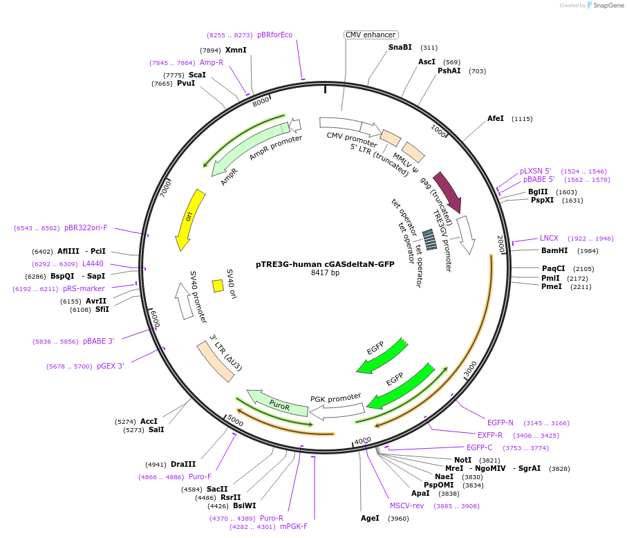186845-plasmid-map-sequence-id-366031