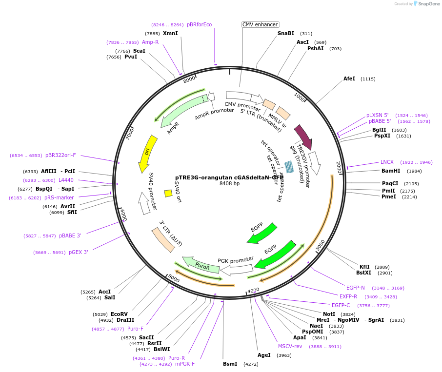 186846-plasmid-map-sequence-id-366035