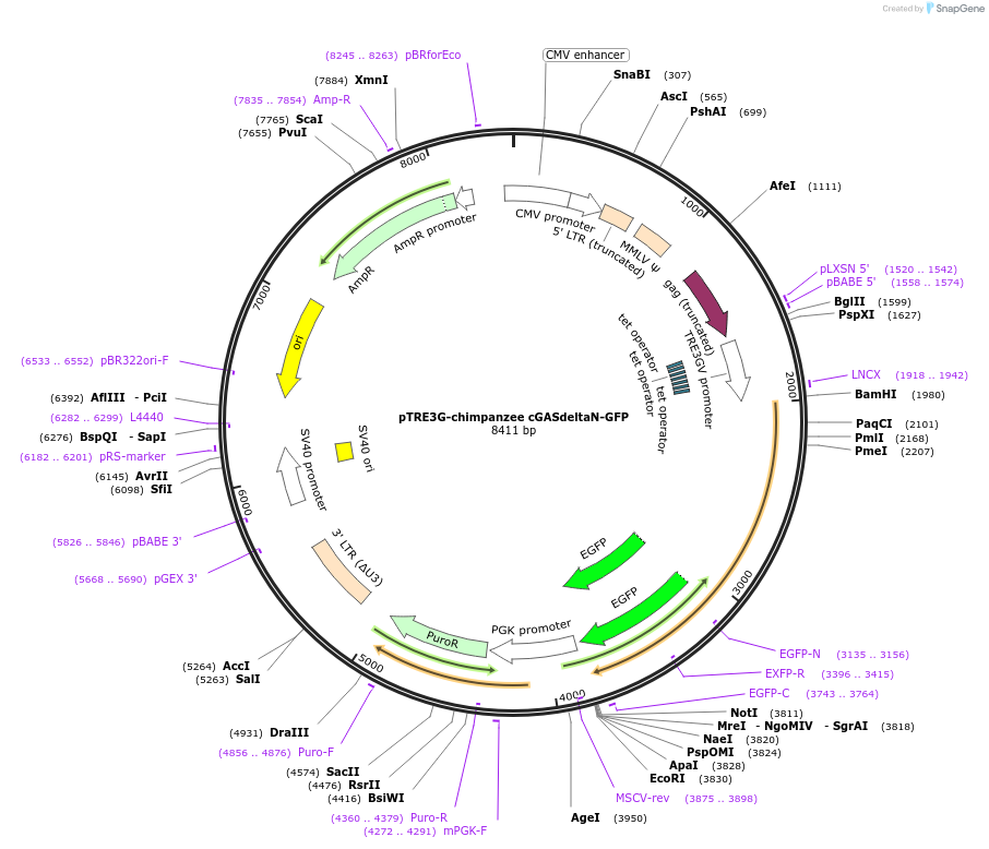 186847-plasmid-map-sequence-id-366036