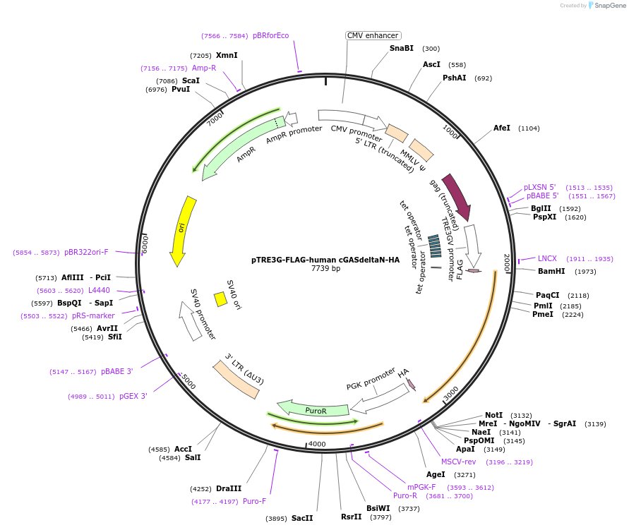 186848-plasmid-map-sequence-id-366037