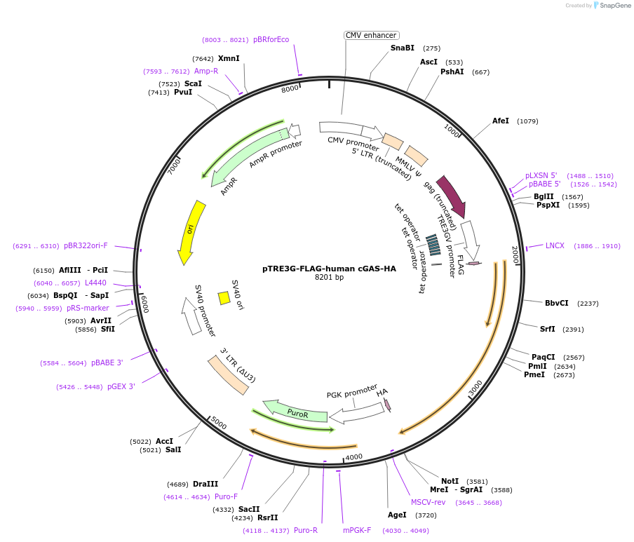 186849-plasmid-map-sequence-id-366038