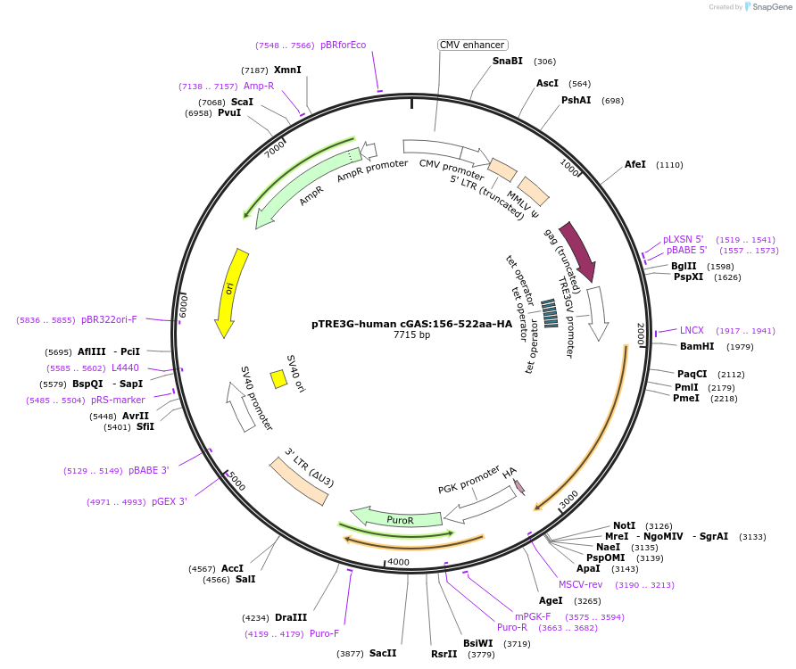 186856-plasmid-map-sequence-id-366049