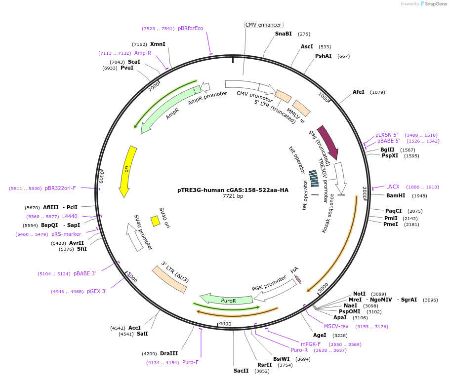 186857-plasmid-map-sequence-id-366050