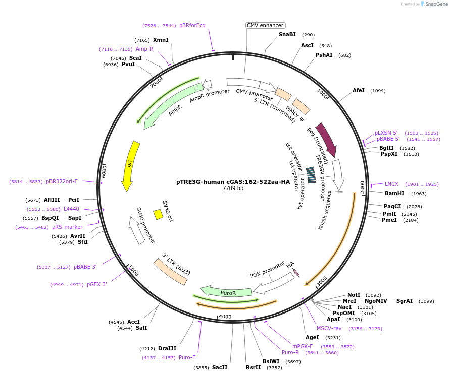 186858-plasmid-map-sequence-id-366054