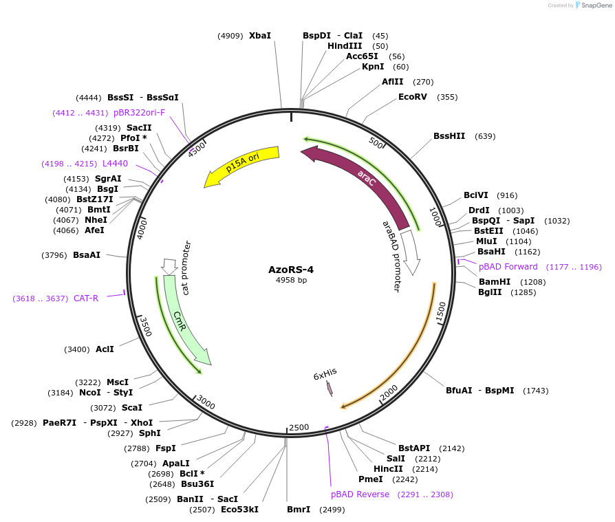 182884-plasmid-map-sequence-id-366058