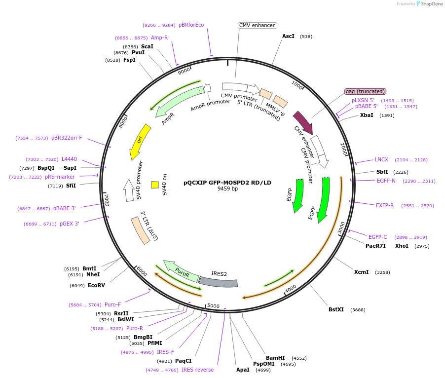 186468-plasmid-map-sequence-id-366060