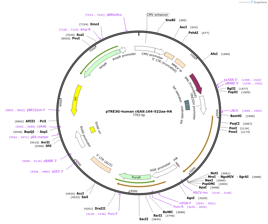 186859-plasmid-map-sequence-id-366063