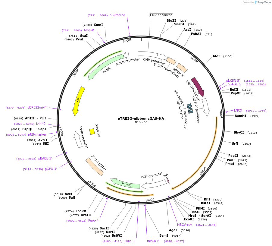 186862-plasmid-map-sequence-id-366068