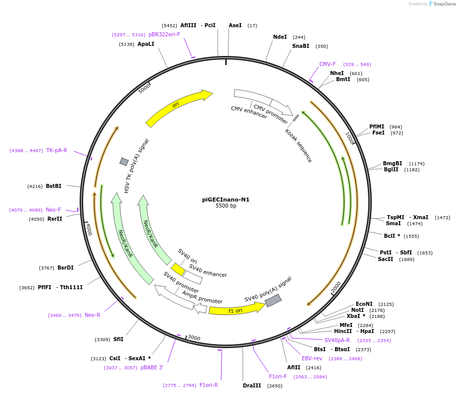 186190-plasmid-map-sequence-id-366069