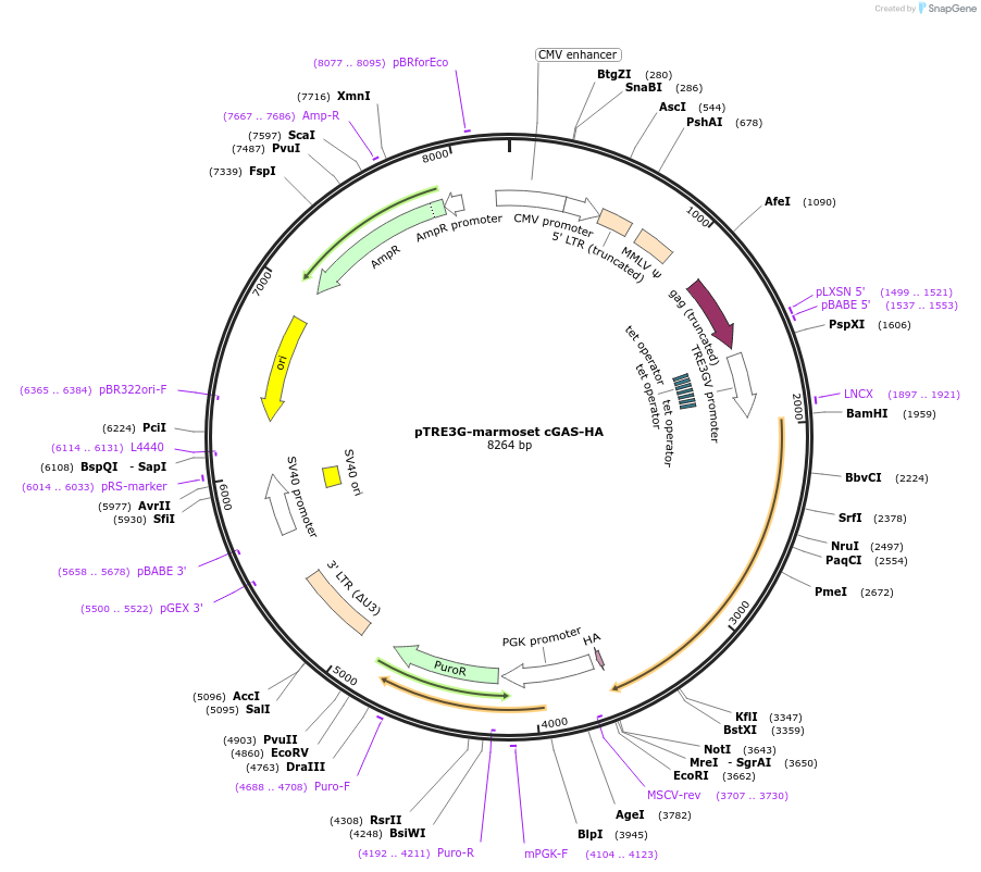 186864-plasmid-map-sequence-id-366072