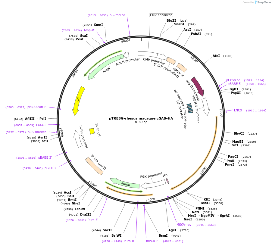 186865-plasmid-map-sequence-id-366073